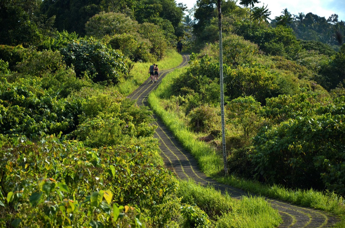 família caminhando em trilha de floresta tropical