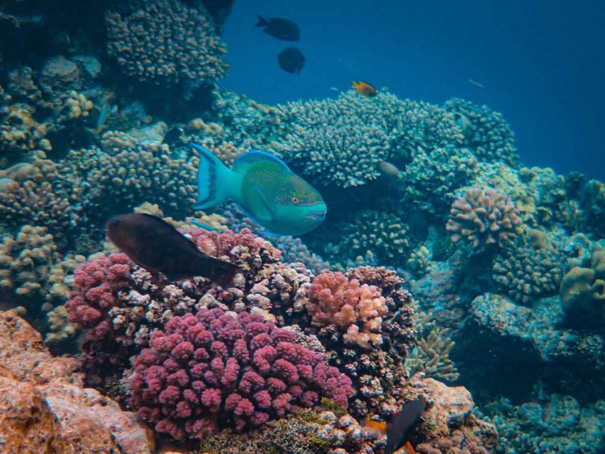 Old coral reef with colorful fish