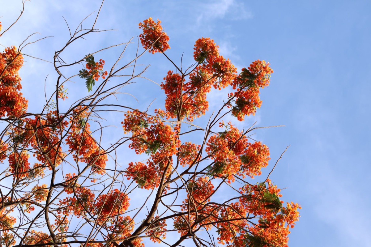 Wolken met tropische bloemen