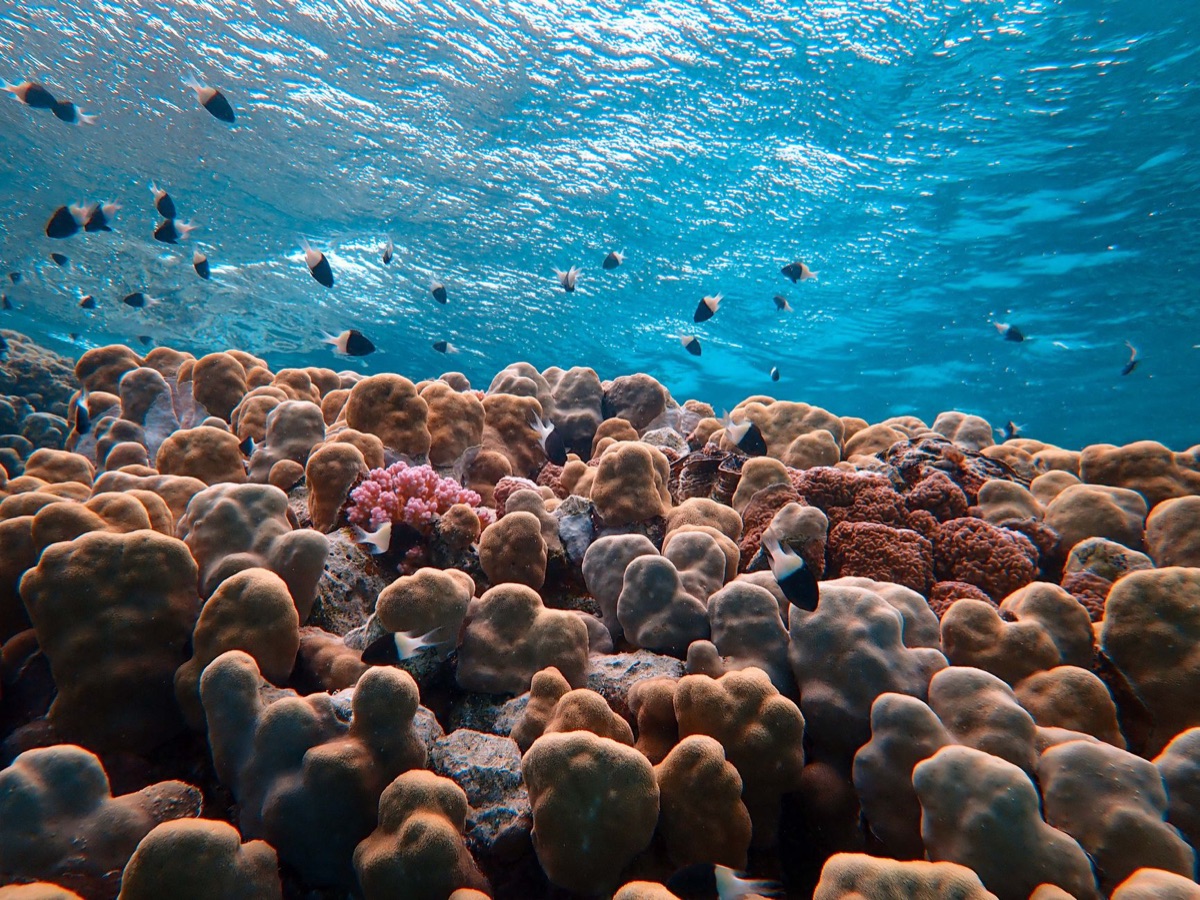coral reef with snorkelers in turquoise water