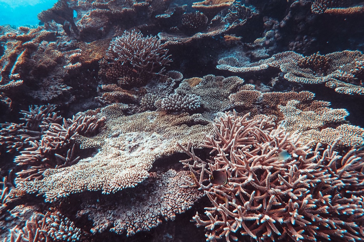 coral reef underwater