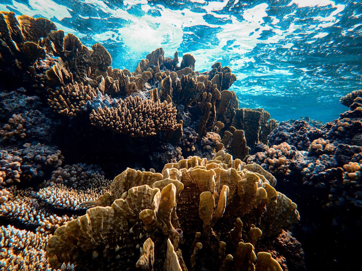 réserve corallienne sous l'eau