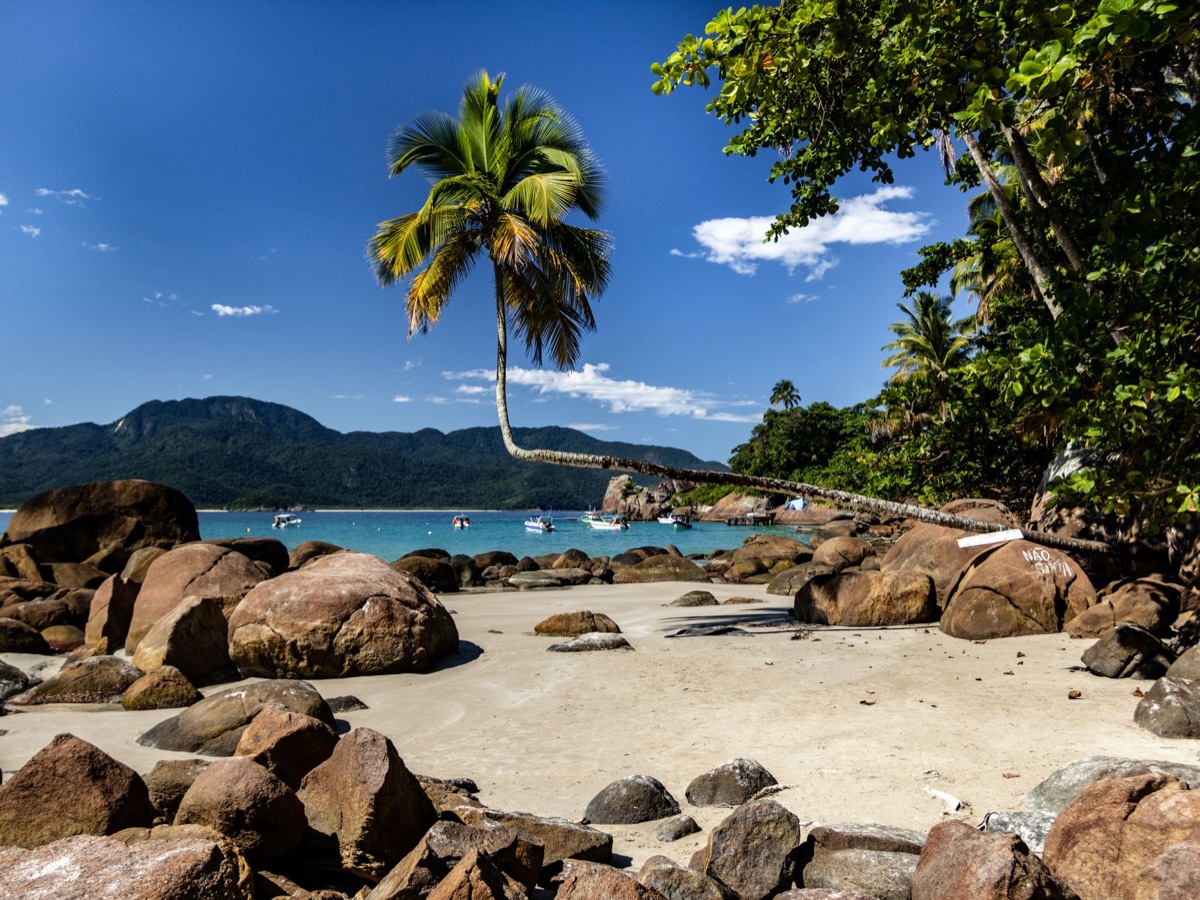Plage tropicale avec des palmiers