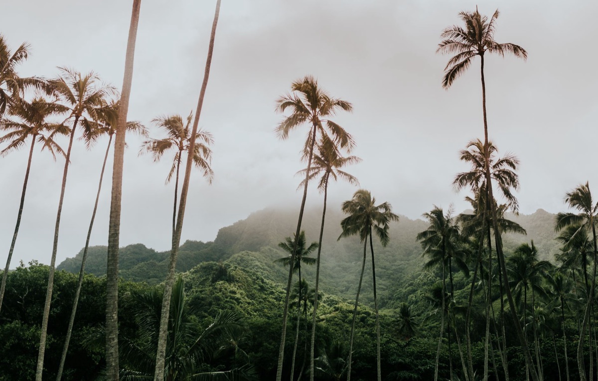 Landscape tropicale di hawaii