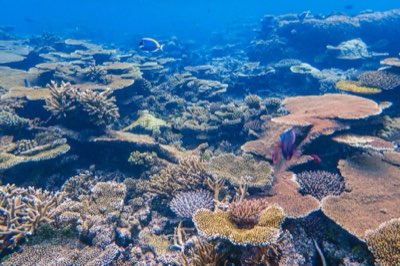 家族で楽しむ沖縄の海：シュノーケルかビーチか選び方完全ガイド