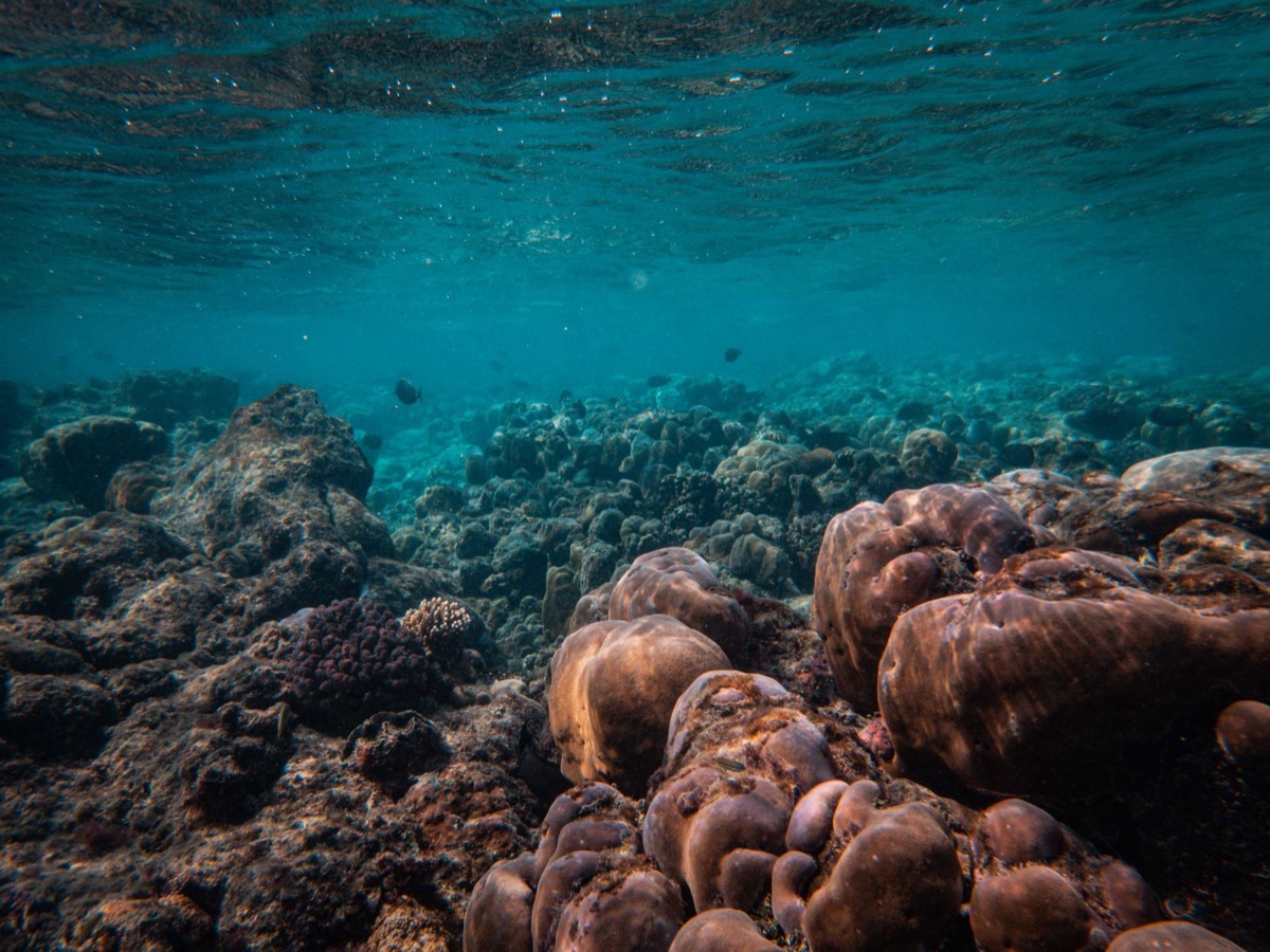 Coral Reef in Northern Guam