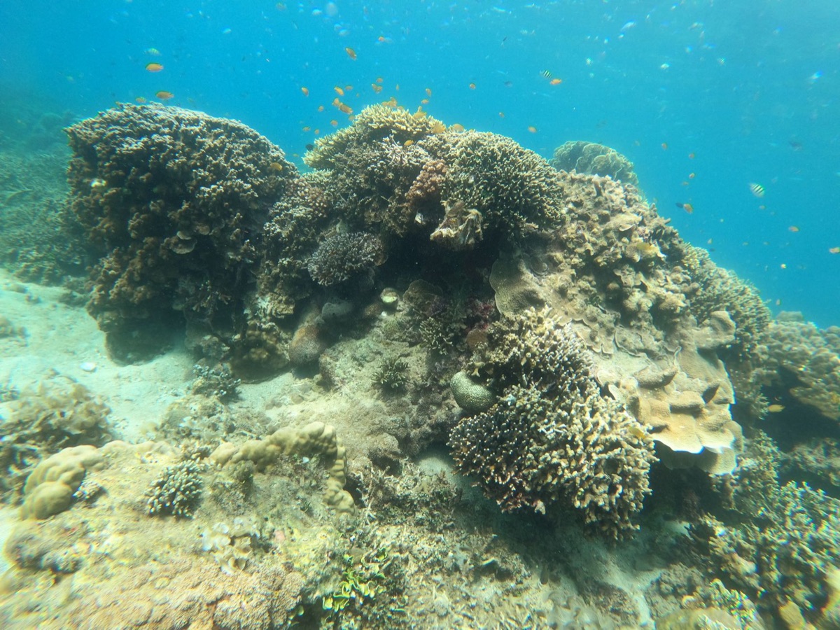 coral reef landscape
