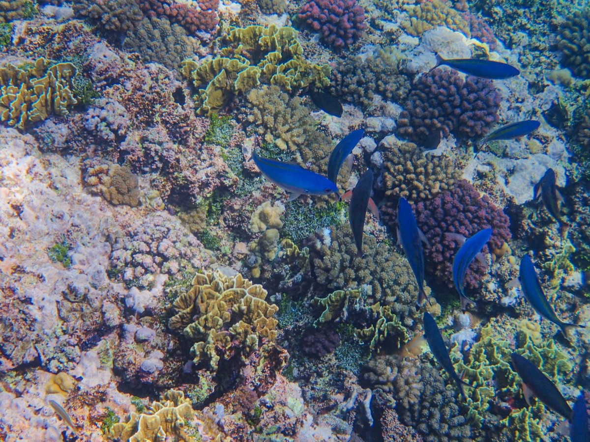 Corail de la région nord de Guam