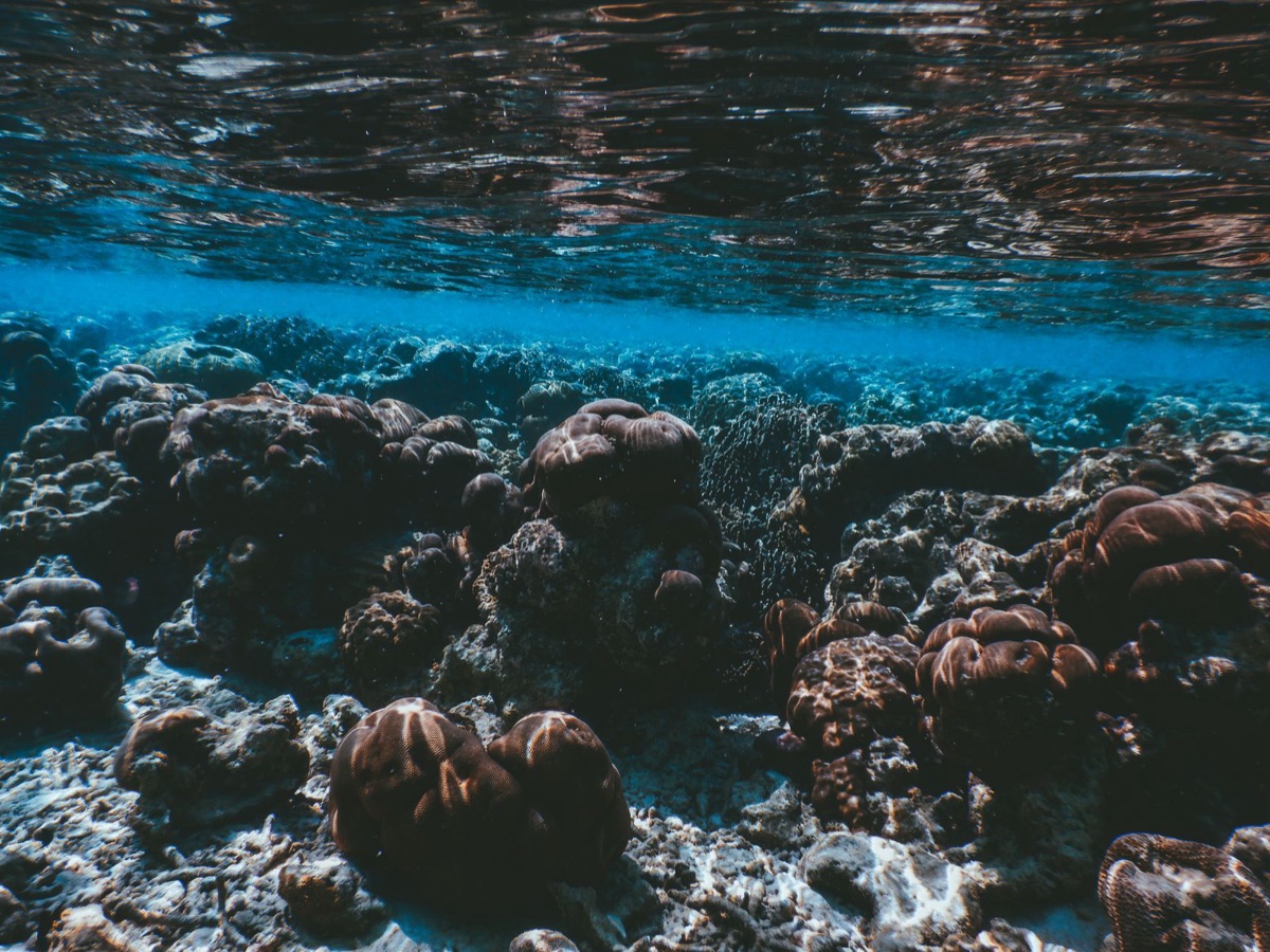 Rifugi di coralli a nord di Guam: caratteristiche del terreno e biodiversità