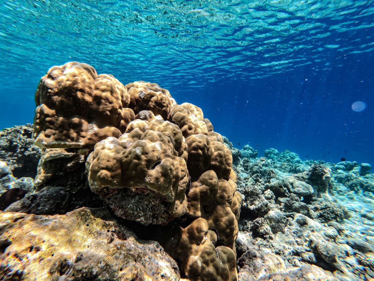Coral montanha em Dedodo, Guam