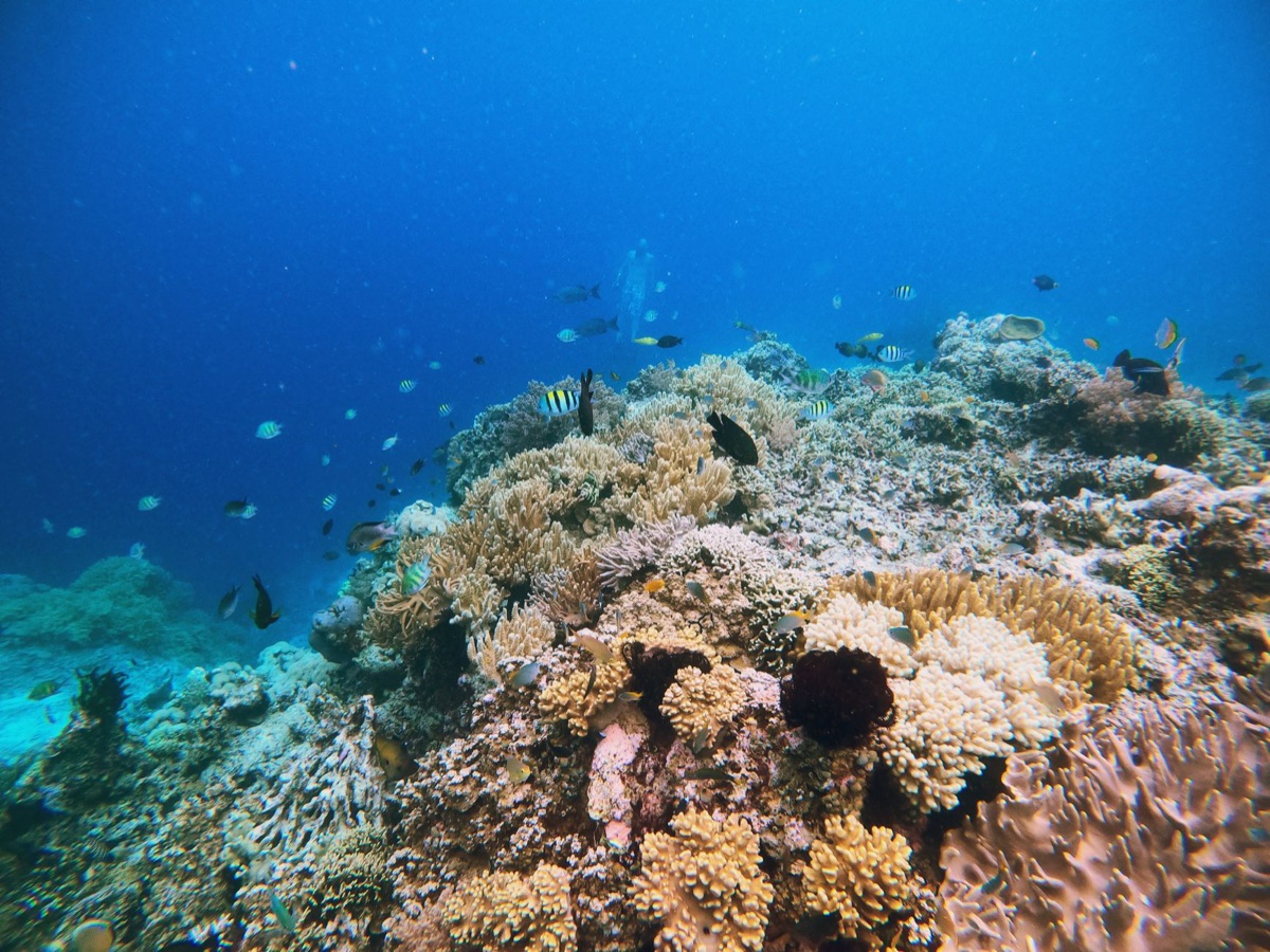 8+ Years Old? Snorkel Deep or Enjoy Dry Beach Fun in Guam