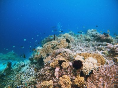 8+ Years Old? Snorkel Deep or Enjoy Dry Beach Fun in Guam